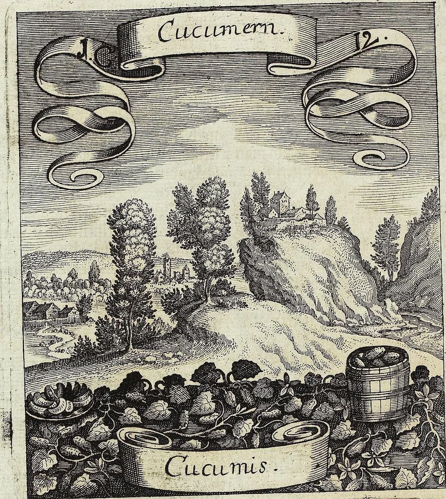 An illustration from Viridarium Reformatum, Seu Regnum Vegetabile, Das ist: Neu-eingerichtetes und Vollständiges Kräuter-Buch: Worinnen auff noch nicht geschehene Weise Derer Vegetabilien, als Kräutern, Sträuchen, Bäumen, Bluhmen und anderer Erd-Gewachsen Art, Krafft und Würckung dergestalt beschrieben werden, daß man dieses Werck statt einer Botanischen Bibliothec haben ... kan, 1719, leaf 58