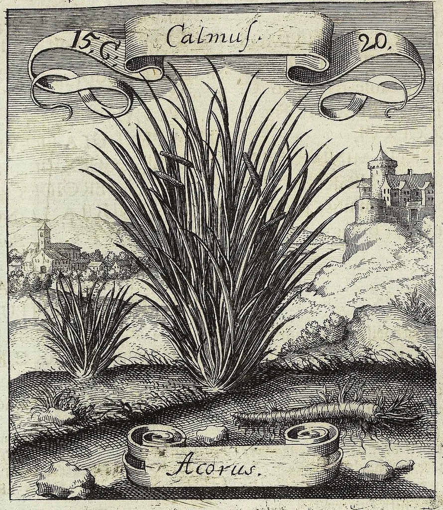 An illustration from Viridarium Reformatum, Seu Regnum Vegetabile, Das ist: Neu-eingerichtetes und Vollständiges Kräuter-Buch: Worinnen auff noch nicht geschehene Weise Derer Vegetabilien, als Kräutern, Sträuchen, Bäumen, Bluhmen und anderer Erd-Gewachsen Art, Krafft und Würckung dergestalt beschrieben werden, daß man dieses Werck statt einer Botanischen Bibliothec haben ... kan, 1719, leaf 582