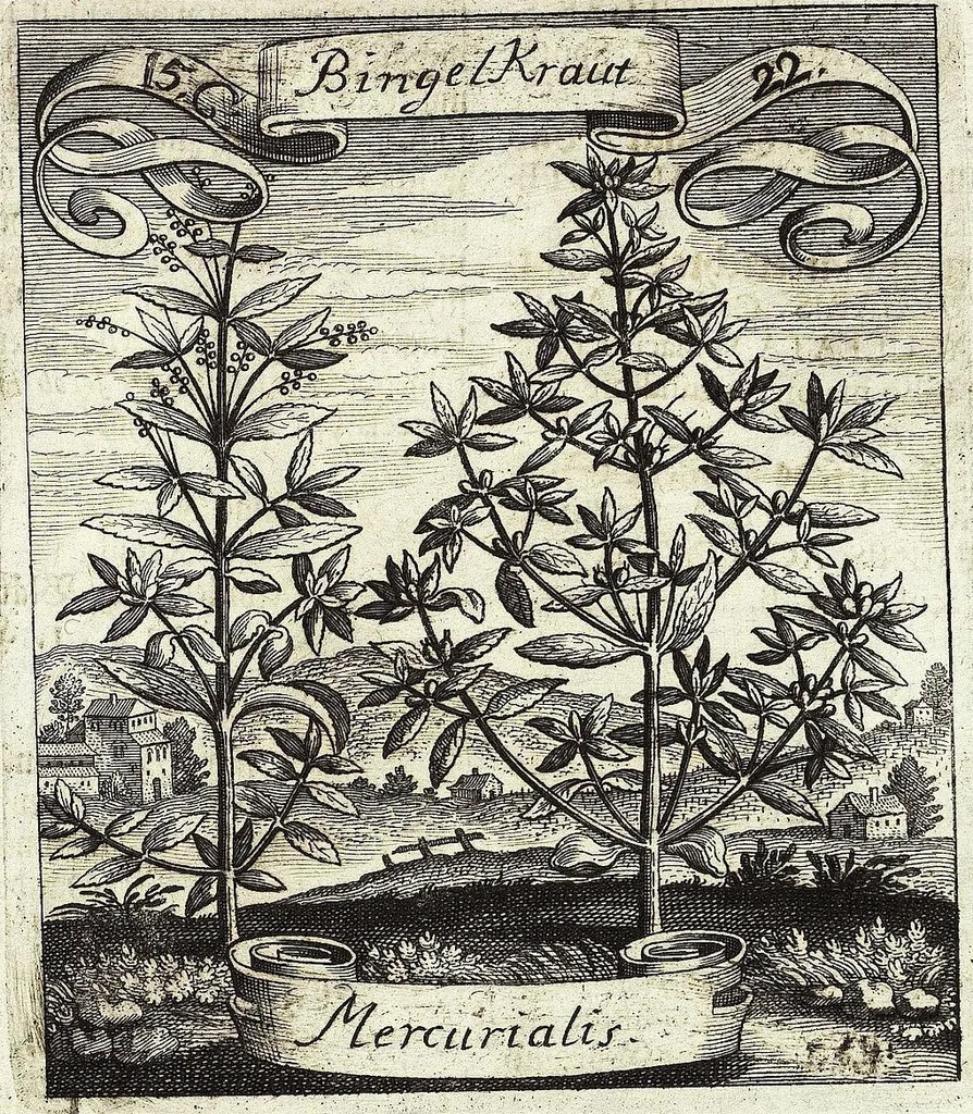 An illustration from Viridarium Reformatum, Seu Regnum Vegetabile, Das ist: Neu-eingerichtetes und Vollständiges Kräuter-Buch: Worinnen auff noch nicht geschehene Weise Derer Vegetabilien, als Kräutern, Sträuchen, Bäumen, Bluhmen und anderer Erd-Gewachsen Art, Krafft und Würckung dergestalt beschrieben werden, daß man dieses Werck statt einer Botanischen Bibliothec haben ... kan, 1719, leaf 587