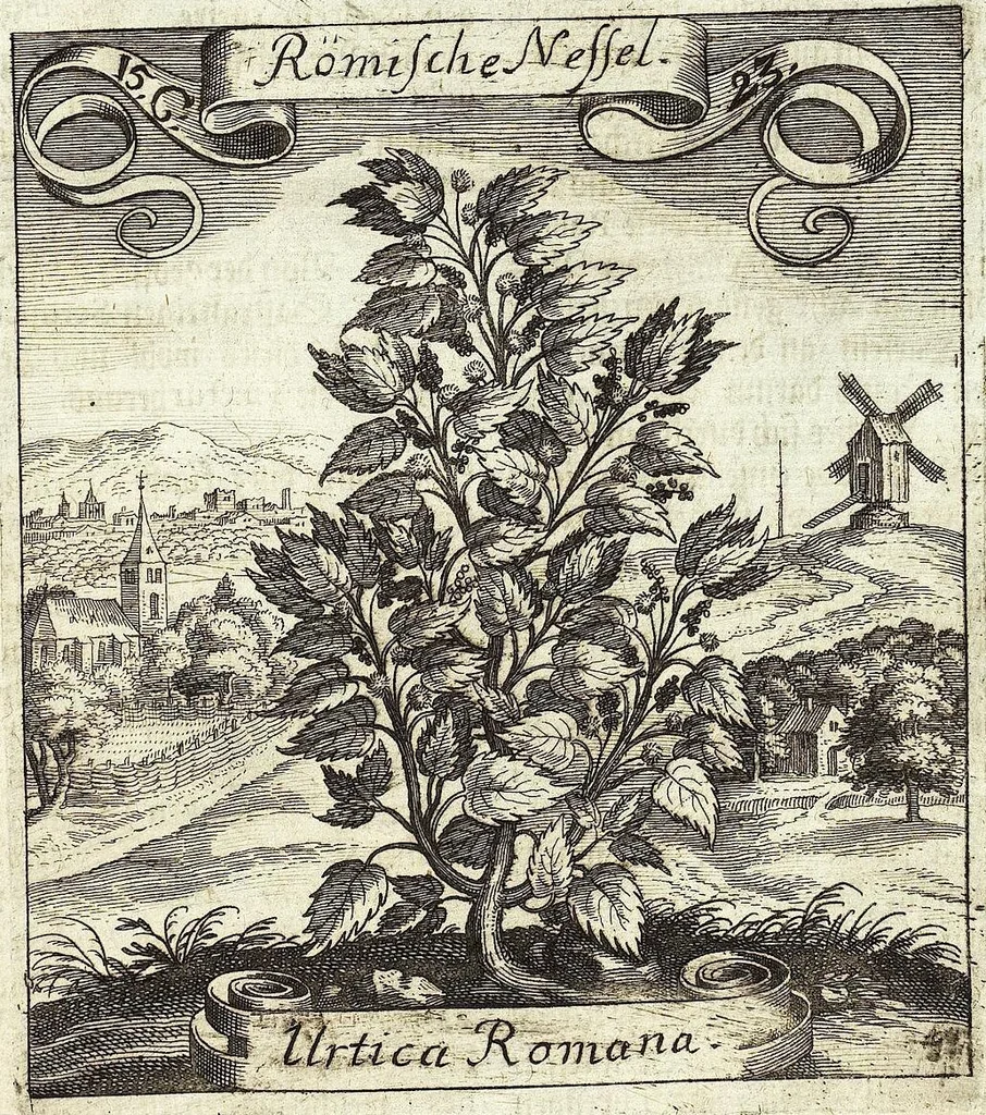 An illustration from Viridarium Reformatum, Seu Regnum Vegetabile, Das ist: Neu-eingerichtetes und Vollständiges Kräuter-Buch: Worinnen auff noch nicht geschehene Weise Derer Vegetabilien, als Kräutern, Sträuchen, Bäumen, Bluhmen und anderer Erd-Gewachsen Art, Krafft und Würckung dergestalt beschrieben werden, daß man dieses Werck statt einer Botanischen Bibliothec haben ... kan, 1719, leaf 589