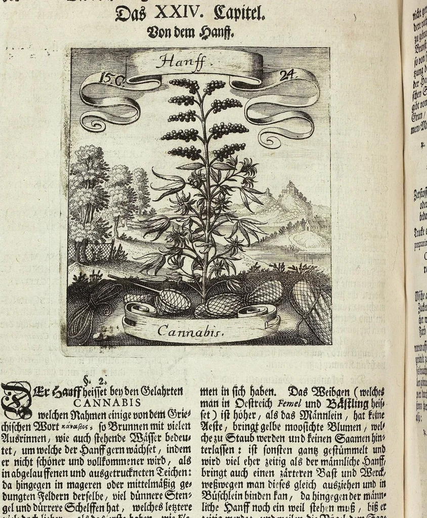 An illustration from Viridarium Reformatum, Seu Regnum Vegetabile, Das ist: Neu-eingerichtetes und Vollständiges Kräuter-Buch: Worinnen auff noch nicht geschehene Weise Derer Vegetabilien, als Kräutern, Sträuchen, Bäumen, Bluhmen und anderer Erd-Gewachsen Art, Krafft und Würckung dergestalt beschrieben werden, daß man dieses Werck statt einer Botanischen Bibliothec haben ... kan, 1719, leaf 592