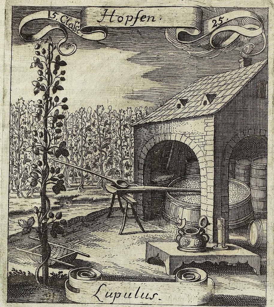An illustration from Viridarium Reformatum, Seu Regnum Vegetabile, Das ist: Neu-eingerichtetes und Vollständiges Kräuter-Buch: Worinnen auff noch nicht geschehene Weise Derer Vegetabilien, als Kräutern, Sträuchen, Bäumen, Bluhmen und anderer Erd-Gewachsen Art, Krafft und Würckung dergestalt beschrieben werden, daß man dieses Werck statt einer Botanischen Bibliothec haben ... kan, 1719, leaf 594