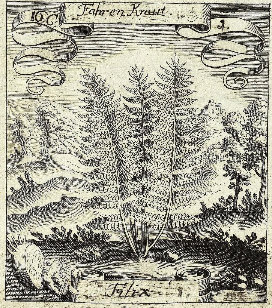 An illustration from Viridarium Reformatum, Seu Regnum Vegetabile, Das ist: Neu-eingerichtetes und Vollständiges Kräuter-Buch: Worinnen auff noch nicht geschehene Weise Derer Vegetabilien, als Kräutern, Sträuchen, Bäumen, Bluhmen und anderer Erd-Gewachsen Art, Krafft und Würckung dergestalt beschrieben werden, daß man dieses Werck statt einer Botanischen Bibliothec haben ... kan, 1719, leaf 597