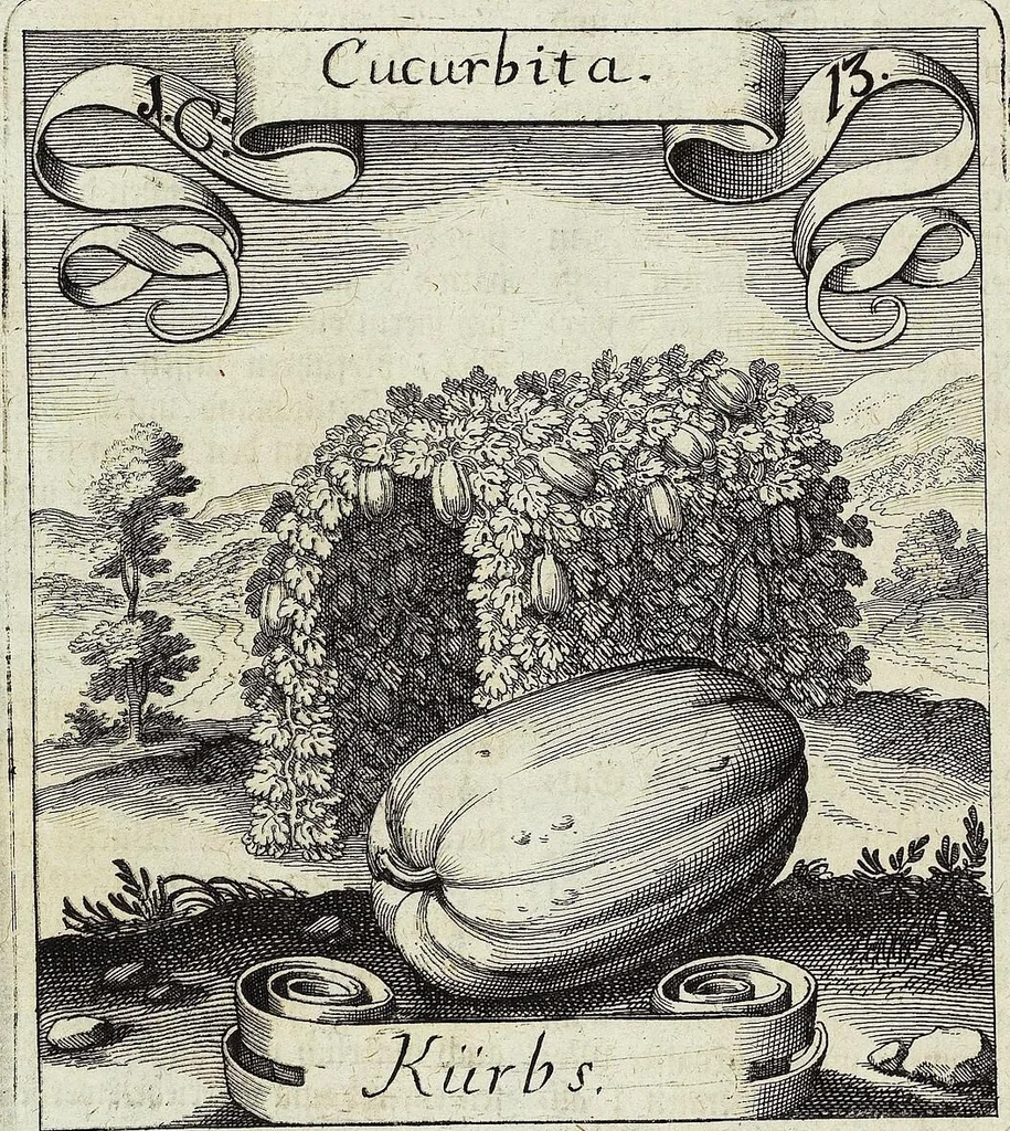 An illustration from Viridarium Reformatum, Seu Regnum Vegetabile, Das ist: Neu-eingerichtetes und Vollständiges Kräuter-Buch: Worinnen auff noch nicht geschehene Weise Derer Vegetabilien, als Kräutern, Sträuchen, Bäumen, Bluhmen und anderer Erd-Gewachsen Art, Krafft und Würckung dergestalt beschrieben werden, daß man dieses Werck statt einer Botanischen Bibliothec haben ... kan, 1719, leaf 60