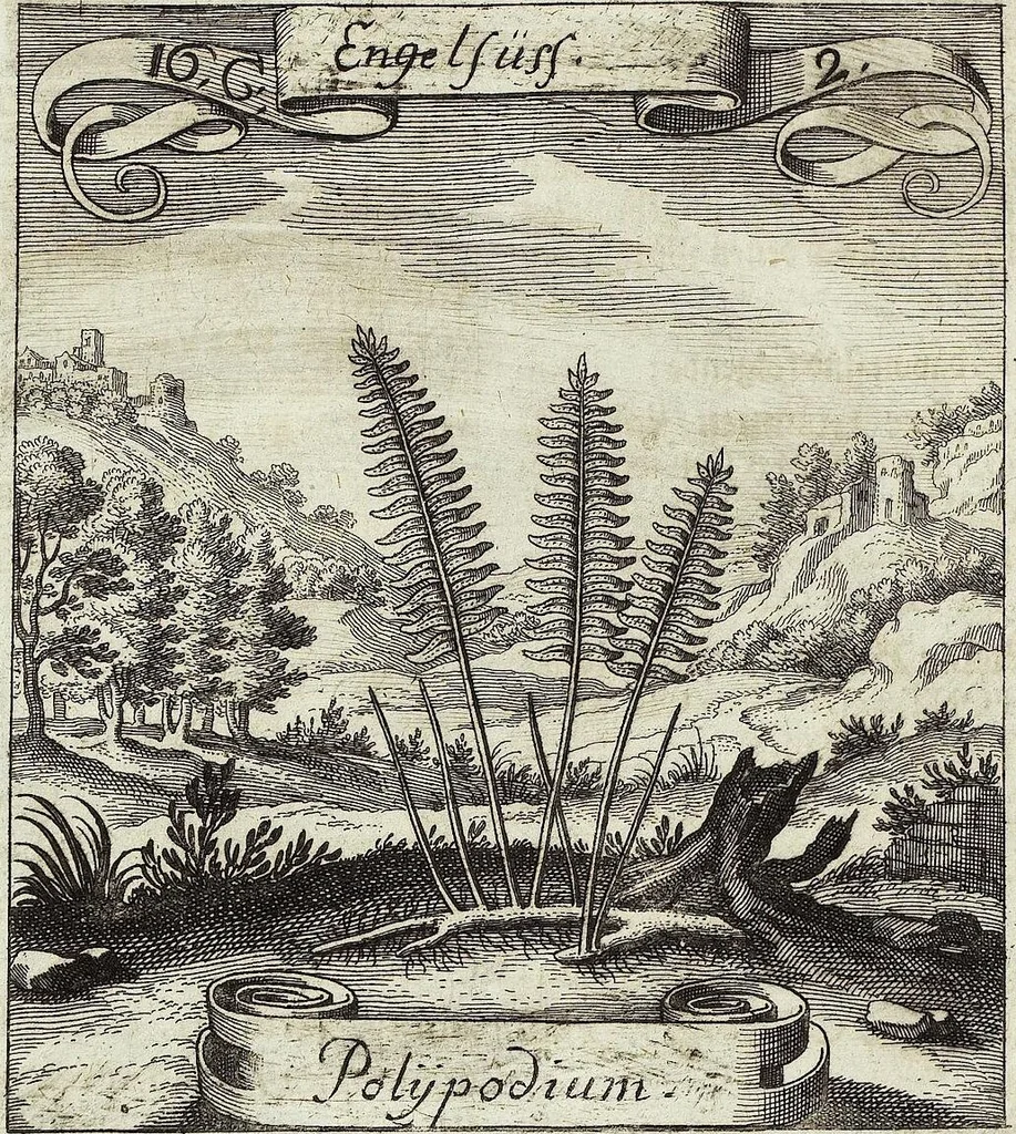 An illustration from Viridarium Reformatum, Seu Regnum Vegetabile, Das ist: Neu-eingerichtetes und Vollständiges Kräuter-Buch: Worinnen auff noch nicht geschehene Weise Derer Vegetabilien, als Kräutern, Sträuchen, Bäumen, Bluhmen und anderer Erd-Gewachsen Art, Krafft und Würckung dergestalt beschrieben werden, daß man dieses Werck statt einer Botanischen Bibliothec haben ... kan, 1719, leaf 600