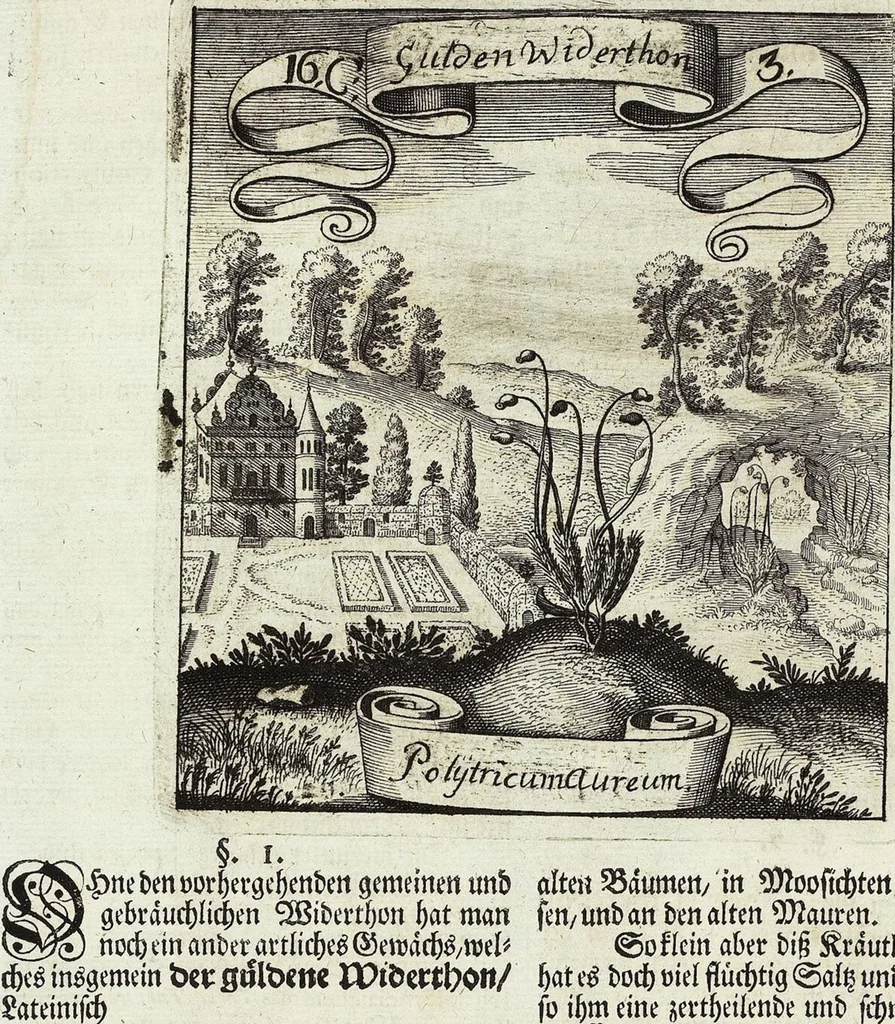 An illustration from Viridarium Reformatum, Seu Regnum Vegetabile, Das ist: Neu-eingerichtetes und Vollständiges Kräuter-Buch: Worinnen auff noch nicht geschehene Weise Derer Vegetabilien, als Kräutern, Sträuchen, Bäumen, Bluhmen und anderer Erd-Gewachsen Art, Krafft und Würckung dergestalt beschrieben werden, daß man dieses Werck statt einer Botanischen Bibliothec haben ... kan, 1719, leaf 602