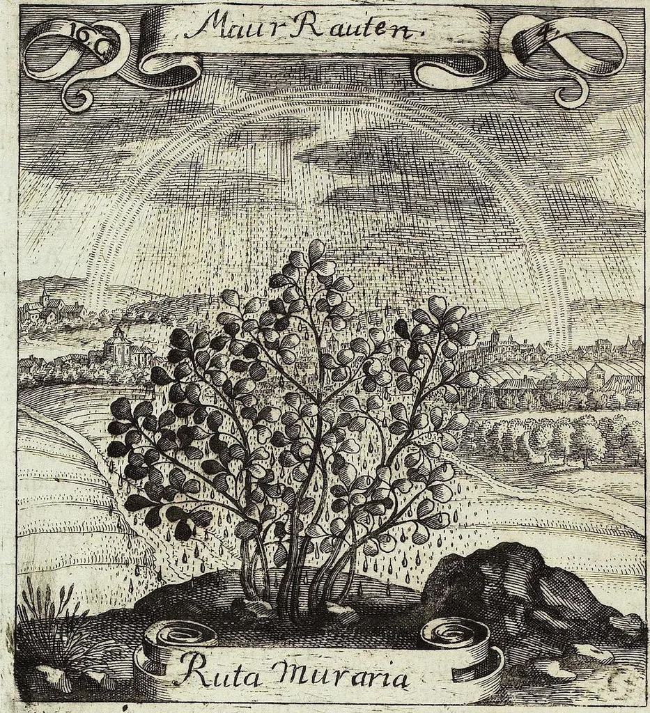 An illustration from Viridarium Reformatum, Seu Regnum Vegetabile, Das ist: Neu-eingerichtetes und Vollständiges Kräuter-Buch: Worinnen auff noch nicht geschehene Weise Derer Vegetabilien, als Kräutern, Sträuchen, Bäumen, Bluhmen und anderer Erd-Gewachsen Art, Krafft und Würckung dergestalt beschrieben werden, daß man dieses Werck statt einer Botanischen Bibliothec haben ... kan, 1719, leaf 604