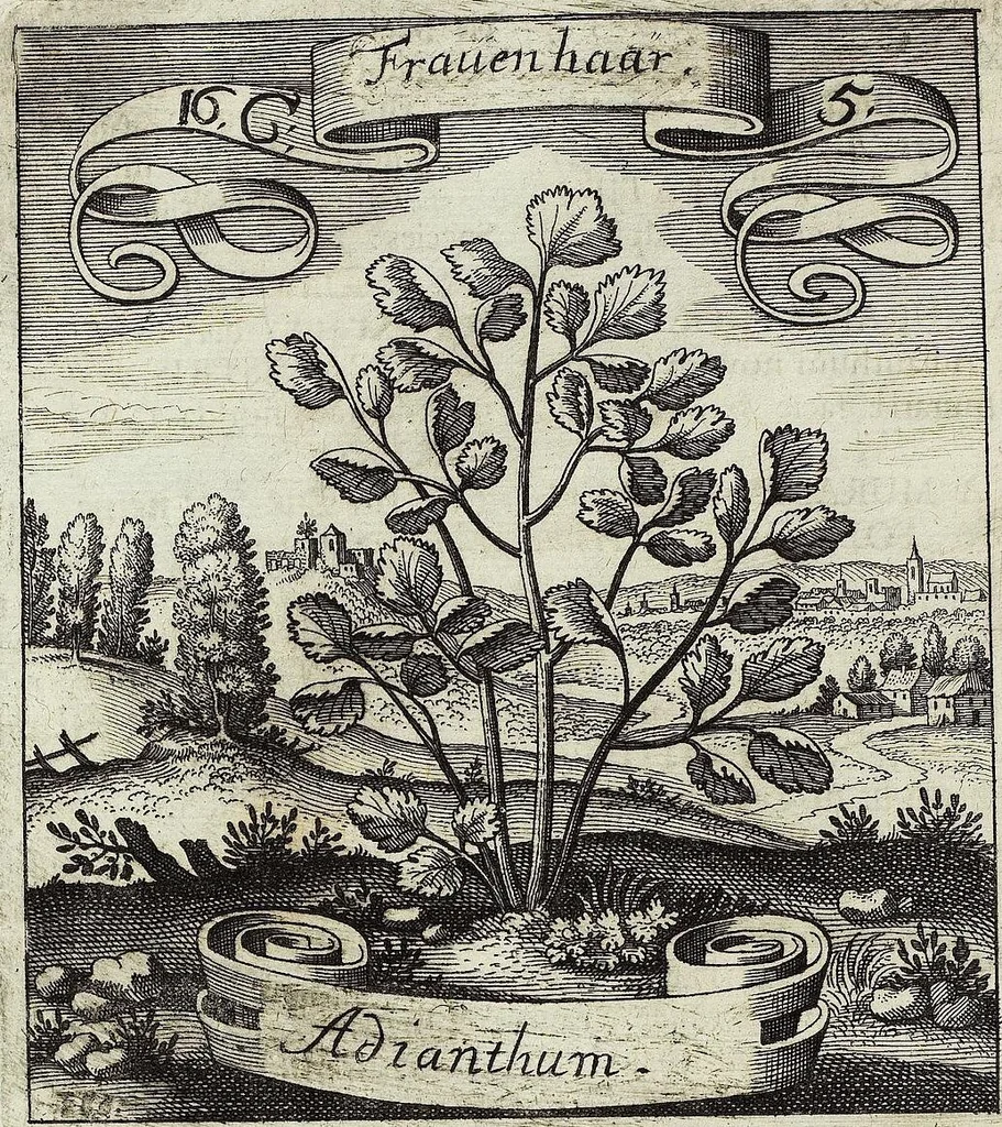 An illustration from Viridarium Reformatum, Seu Regnum Vegetabile, Das ist: Neu-eingerichtetes und Vollständiges Kräuter-Buch: Worinnen auff noch nicht geschehene Weise Derer Vegetabilien, als Kräutern, Sträuchen, Bäumen, Bluhmen und anderer Erd-Gewachsen Art, Krafft und Würckung dergestalt beschrieben werden, daß man dieses Werck statt einer Botanischen Bibliothec haben ... kan, 1719, leaf 606
