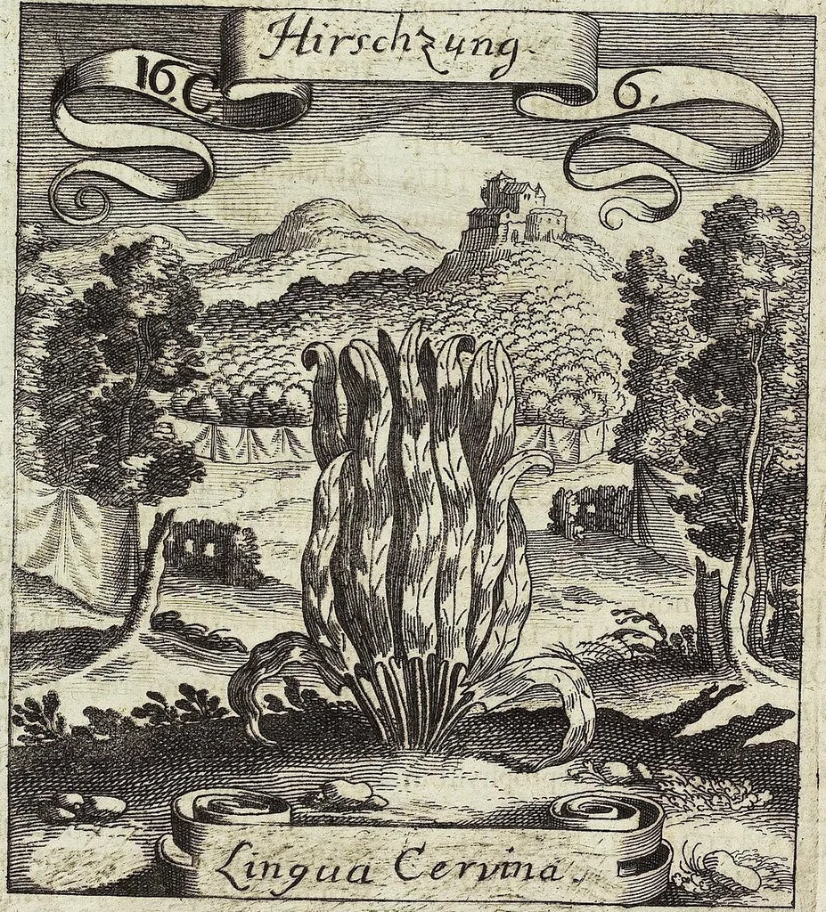 An illustration from Viridarium Reformatum, Seu Regnum Vegetabile, Das ist: Neu-eingerichtetes und Vollständiges Kräuter-Buch: Worinnen auff noch nicht geschehene Weise Derer Vegetabilien, als Kräutern, Sträuchen, Bäumen, Bluhmen und anderer Erd-Gewachsen Art, Krafft und Würckung dergestalt beschrieben werden, daß man dieses Werck statt einer Botanischen Bibliothec haben ... kan, 1719, leaf 608