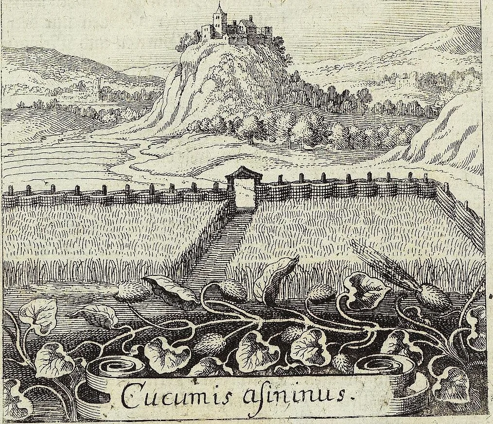 An illustration from Viridarium Reformatum, Seu Regnum Vegetabile, Das ist: Neu-eingerichtetes und Vollständiges Kräuter-Buch: Worinnen auff noch nicht geschehene Weise Derer Vegetabilien, als Kräutern, Sträuchen, Bäumen, Bluhmen und anderer Erd-Gewachsen Art, Krafft und Würckung dergestalt beschrieben werden, daß man dieses Werck statt einer Botanischen Bibliothec haben ... kan, 1719, leaf 62