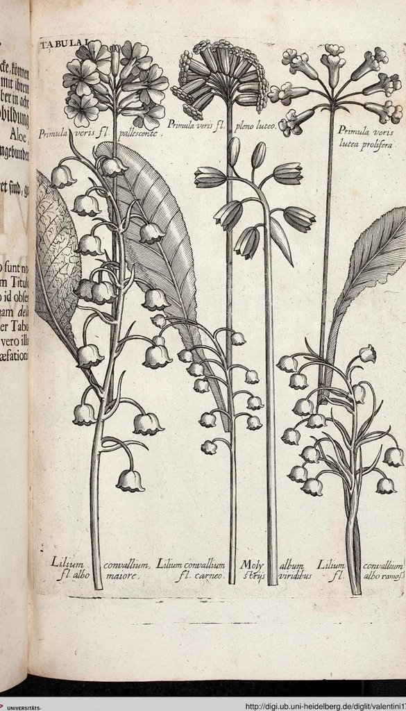 An illustration from Viridarium Reformatum, Seu Regnum Vegetabile, Das ist: Neu-eingerichtetes und Vollständiges Kräuter-Buch: Worinnen auff noch nicht geschehene Weise Derer Vegetabilien, als Kräutern, Sträuchen, Bäumen, Bluhmen und anderer Erd-Gewachsen Art, Krafft und Würckung dergestalt beschrieben werden, daß man dieses Werck statt einer Botanischen Bibliothec haben ... kan, 1719, leaf 637