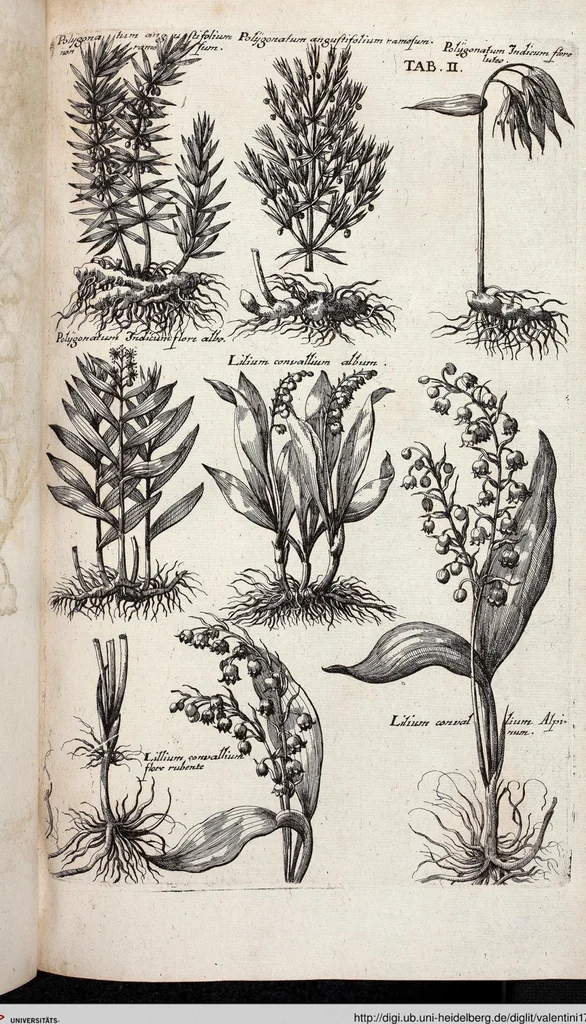 An illustration from Viridarium Reformatum, Seu Regnum Vegetabile, Das ist: Neu-eingerichtetes und Vollständiges Kräuter-Buch: Worinnen auff noch nicht geschehene Weise Derer Vegetabilien, als Kräutern, Sträuchen, Bäumen, Bluhmen und anderer Erd-Gewachsen Art, Krafft und Würckung dergestalt beschrieben werden, daß man dieses Werck statt einer Botanischen Bibliothec haben ... kan, 1719, leaf 638