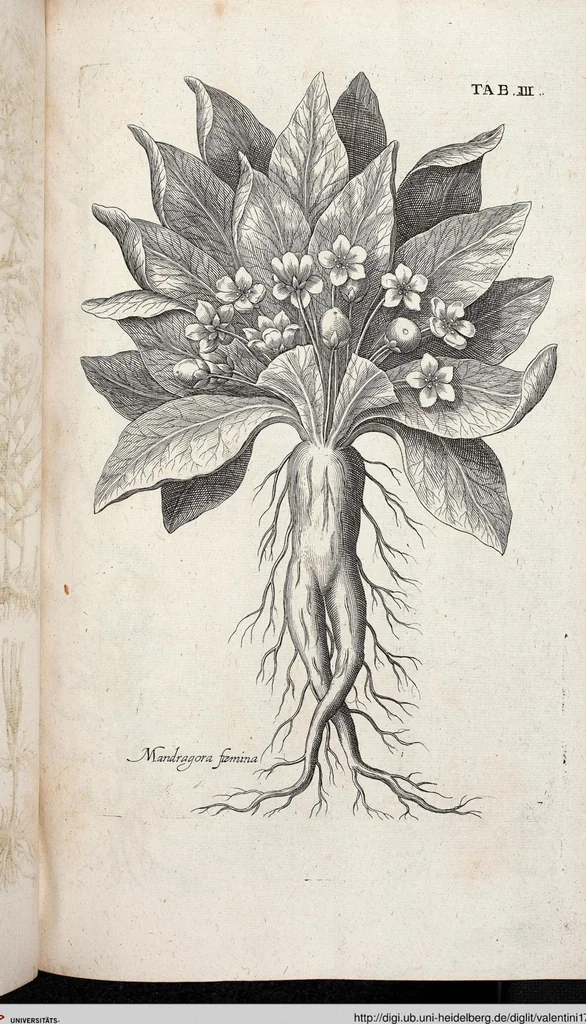 An illustration from Viridarium Reformatum, Seu Regnum Vegetabile, Das ist: Neu-eingerichtetes und Vollständiges Kräuter-Buch: Worinnen auff noch nicht geschehene Weise Derer Vegetabilien, als Kräutern, Sträuchen, Bäumen, Bluhmen und anderer Erd-Gewachsen Art, Krafft und Würckung dergestalt beschrieben werden, daß man dieses Werck statt einer Botanischen Bibliothec haben ... kan, 1719, leaf 639