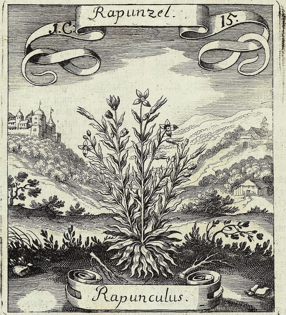 An illustration from Viridarium Reformatum, Seu Regnum Vegetabile, Das ist: Neu-eingerichtetes und Vollständiges Kräuter-Buch: Worinnen auff noch nicht geschehene Weise Derer Vegetabilien, als Kräutern, Sträuchen, Bäumen, Bluhmen und anderer Erd-Gewachsen Art, Krafft und Würckung dergestalt beschrieben werden, daß man dieses Werck statt einer Botanischen Bibliothec haben ... kan, 1719, leaf 64