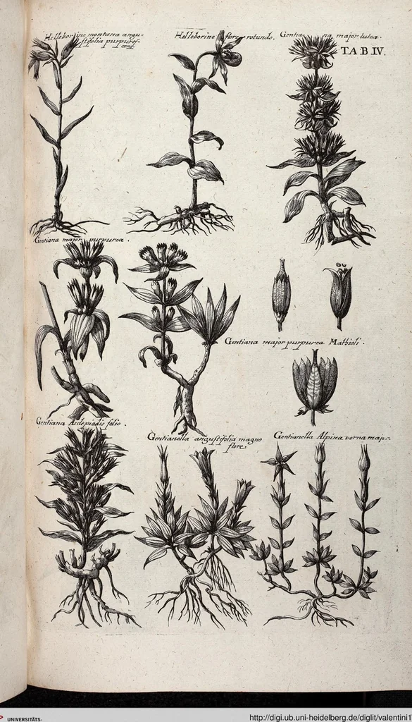 An illustration from Viridarium Reformatum, Seu Regnum Vegetabile, Das ist: Neu-eingerichtetes und Vollständiges Kräuter-Buch: Worinnen auff noch nicht geschehene Weise Derer Vegetabilien, als Kräutern, Sträuchen, Bäumen, Bluhmen und anderer Erd-Gewachsen Art, Krafft und Würckung dergestalt beschrieben werden, daß man dieses Werck statt einer Botanischen Bibliothec haben ... kan, 1719, leaf 640