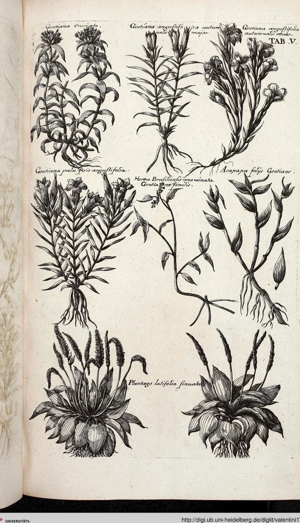 An illustration from Viridarium Reformatum, Seu Regnum Vegetabile, Das ist: Neu-eingerichtetes und Vollständiges Kräuter-Buch: Worinnen auff noch nicht geschehene Weise Derer Vegetabilien, als Kräutern, Sträuchen, Bäumen, Bluhmen und anderer Erd-Gewachsen Art, Krafft und Würckung dergestalt beschrieben werden, daß man dieses Werck statt einer Botanischen Bibliothec haben ... kan, 1719, leaf 641