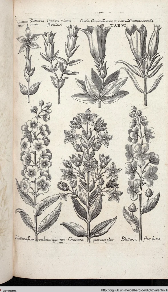 An illustration from Viridarium Reformatum, Seu Regnum Vegetabile, Das ist: Neu-eingerichtetes und Vollständiges Kräuter-Buch: Worinnen auff noch nicht geschehene Weise Derer Vegetabilien, als Kräutern, Sträuchen, Bäumen, Bluhmen und anderer Erd-Gewachsen Art, Krafft und Würckung dergestalt beschrieben werden, daß man dieses Werck statt einer Botanischen Bibliothec haben ... kan, 1719, leaf 642