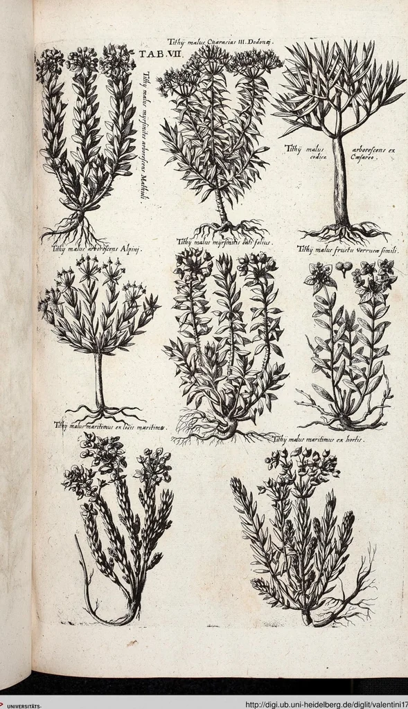 An illustration from Viridarium Reformatum, Seu Regnum Vegetabile, Das ist: Neu-eingerichtetes und Vollständiges Kräuter-Buch: Worinnen auff noch nicht geschehene Weise Derer Vegetabilien, als Kräutern, Sträuchen, Bäumen, Bluhmen und anderer Erd-Gewachsen Art, Krafft und Würckung dergestalt beschrieben werden, daß man dieses Werck statt einer Botanischen Bibliothec haben ... kan, 1719, leaf 643