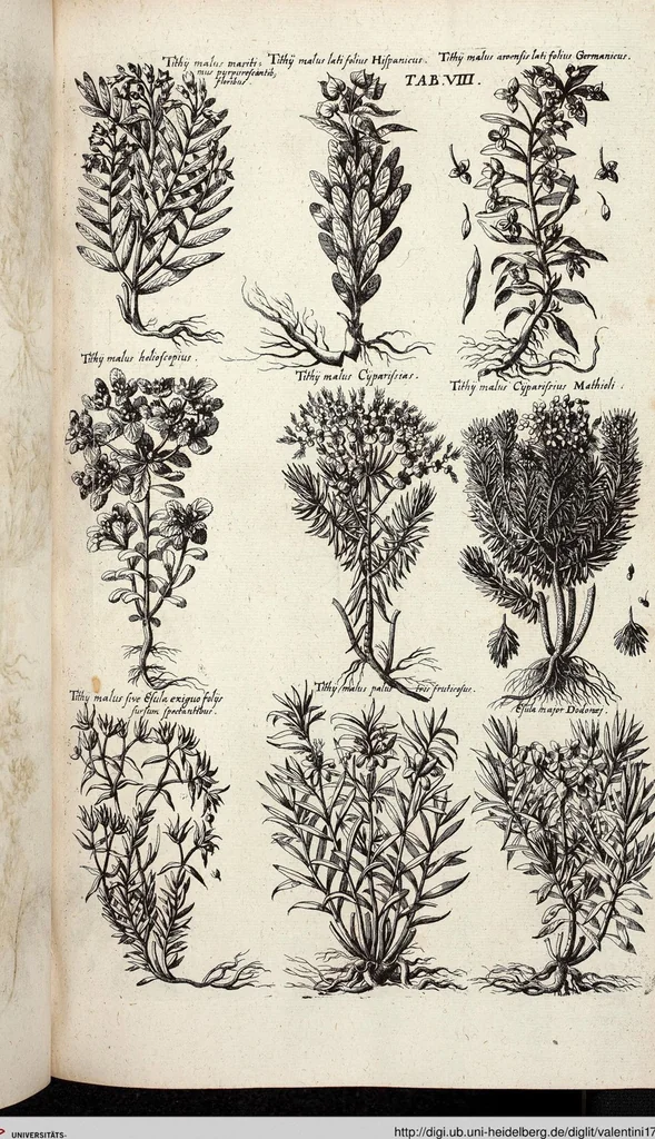 An illustration from Viridarium Reformatum, Seu Regnum Vegetabile, Das ist: Neu-eingerichtetes und Vollständiges Kräuter-Buch: Worinnen auff noch nicht geschehene Weise Derer Vegetabilien, als Kräutern, Sträuchen, Bäumen, Bluhmen und anderer Erd-Gewachsen Art, Krafft und Würckung dergestalt beschrieben werden, daß man dieses Werck statt einer Botanischen Bibliothec haben ... kan, 1719, leaf 644