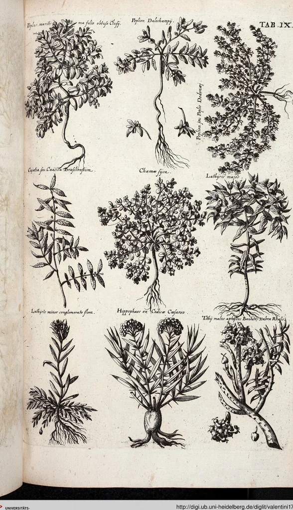 An illustration from Viridarium Reformatum, Seu Regnum Vegetabile, Das ist: Neu-eingerichtetes und Vollständiges Kräuter-Buch: Worinnen auff noch nicht geschehene Weise Derer Vegetabilien, als Kräutern, Sträuchen, Bäumen, Bluhmen und anderer Erd-Gewachsen Art, Krafft und Würckung dergestalt beschrieben werden, daß man dieses Werck statt einer Botanischen Bibliothec haben ... kan, 1719, leaf 645