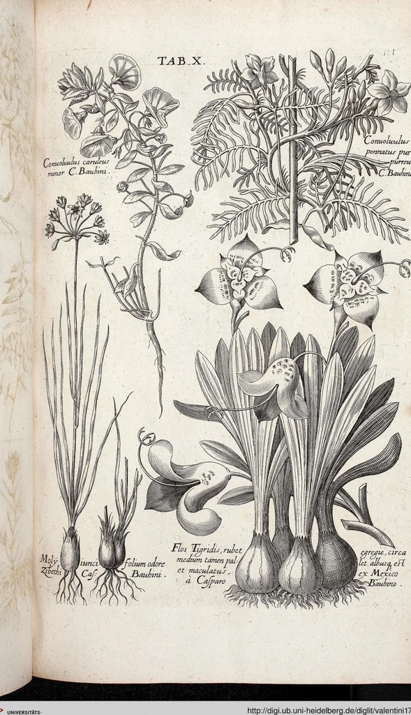 An illustration from Viridarium Reformatum, Seu Regnum Vegetabile, Das ist: Neu-eingerichtetes und Vollständiges Kräuter-Buch: Worinnen auff noch nicht geschehene Weise Derer Vegetabilien, als Kräutern, Sträuchen, Bäumen, Bluhmen und anderer Erd-Gewachsen Art, Krafft und Würckung dergestalt beschrieben werden, daß man dieses Werck statt einer Botanischen Bibliothec haben ... kan, 1719, leaf 646