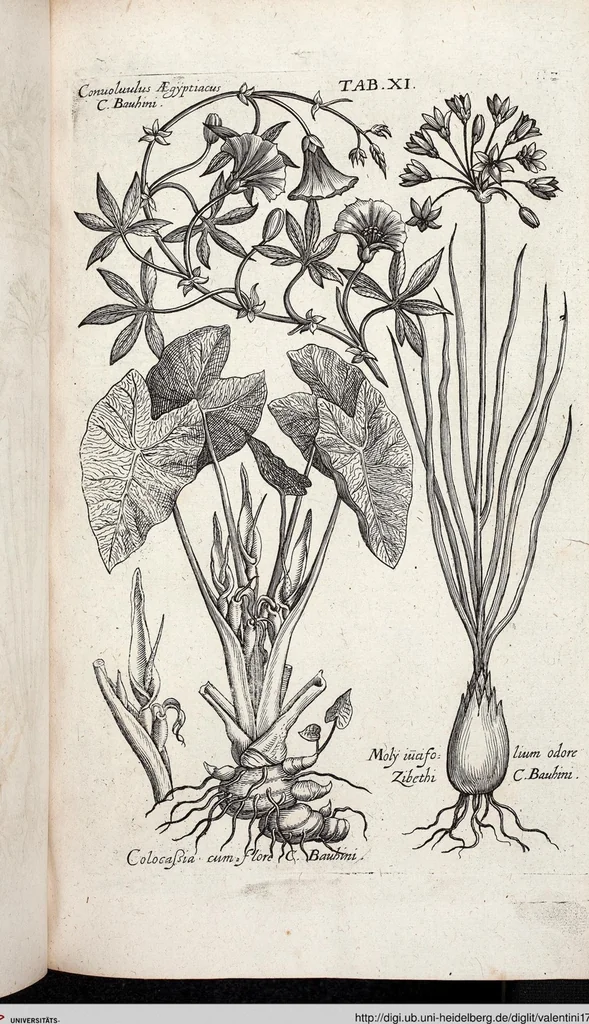 An illustration from Viridarium Reformatum, Seu Regnum Vegetabile, Das ist: Neu-eingerichtetes und Vollständiges Kräuter-Buch: Worinnen auff noch nicht geschehene Weise Derer Vegetabilien, als Kräutern, Sträuchen, Bäumen, Bluhmen und anderer Erd-Gewachsen Art, Krafft und Würckung dergestalt beschrieben werden, daß man dieses Werck statt einer Botanischen Bibliothec haben ... kan, 1719, leaf 647
