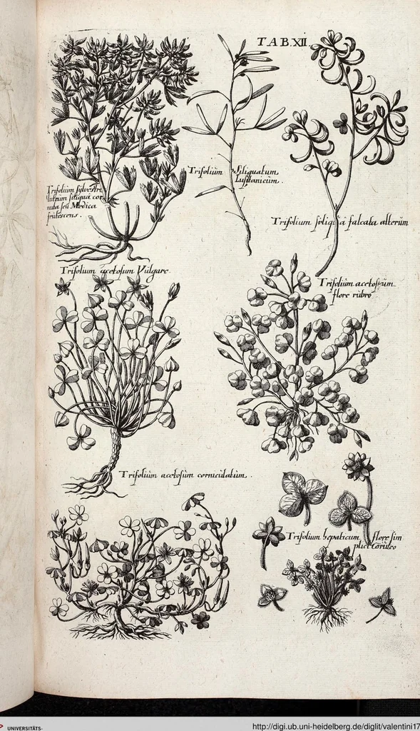 An illustration from Viridarium Reformatum, Seu Regnum Vegetabile, Das ist: Neu-eingerichtetes und Vollständiges Kräuter-Buch: Worinnen auff noch nicht geschehene Weise Derer Vegetabilien, als Kräutern, Sträuchen, Bäumen, Bluhmen und anderer Erd-Gewachsen Art, Krafft und Würckung dergestalt beschrieben werden, daß man dieses Werck statt einer Botanischen Bibliothec haben ... kan, 1719, leaf 648
