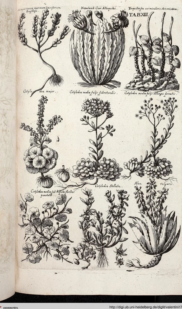 An illustration from Viridarium Reformatum, Seu Regnum Vegetabile, Das ist: Neu-eingerichtetes und Vollständiges Kräuter-Buch: Worinnen auff noch nicht geschehene Weise Derer Vegetabilien, als Kräutern, Sträuchen, Bäumen, Bluhmen und anderer Erd-Gewachsen Art, Krafft und Würckung dergestalt beschrieben werden, daß man dieses Werck statt einer Botanischen Bibliothec haben ... kan, 1719, leaf 649