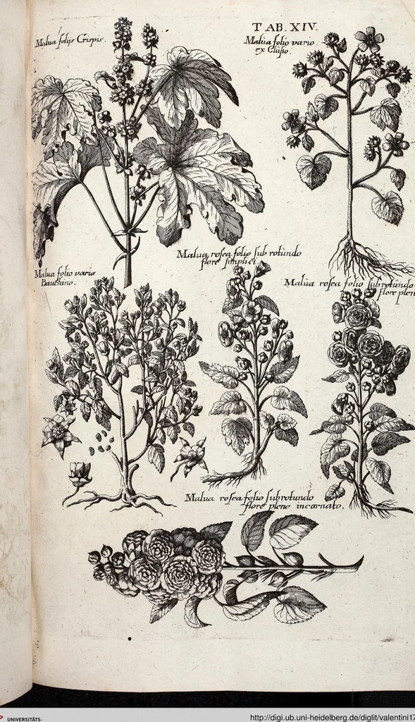 An illustration from Viridarium Reformatum, Seu Regnum Vegetabile, Das ist: Neu-eingerichtetes und Vollständiges Kräuter-Buch: Worinnen auff noch nicht geschehene Weise Derer Vegetabilien, als Kräutern, Sträuchen, Bäumen, Bluhmen und anderer Erd-Gewachsen Art, Krafft und Würckung dergestalt beschrieben werden, daß man dieses Werck statt einer Botanischen Bibliothec haben ... kan, 1719, leaf 650