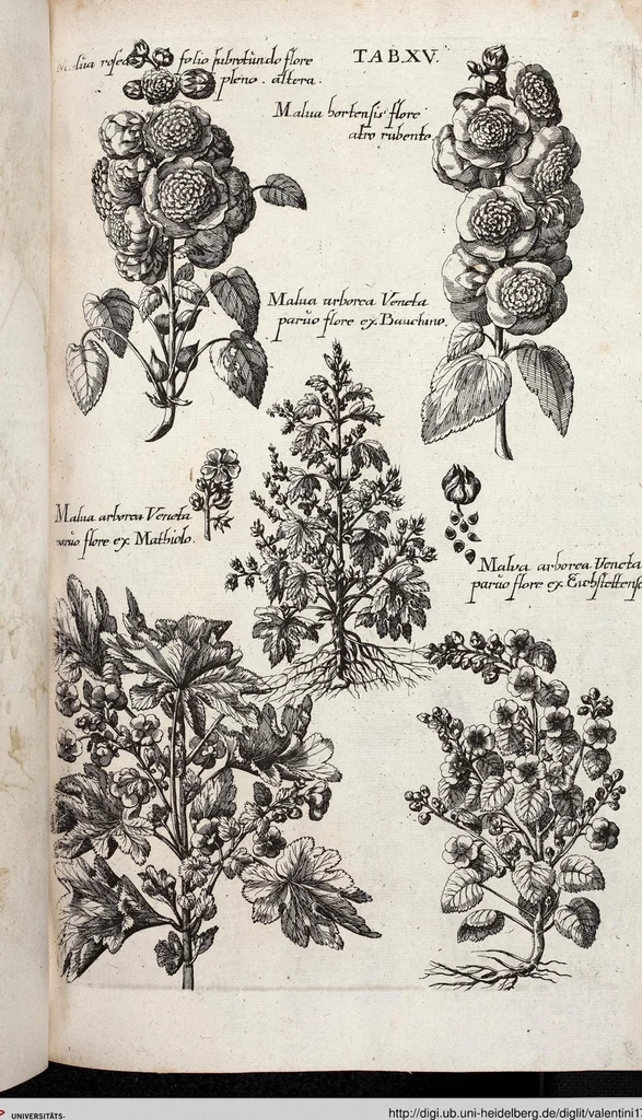 An illustration from Viridarium Reformatum, Seu Regnum Vegetabile, Das ist: Neu-eingerichtetes und Vollständiges Kräuter-Buch: Worinnen auff noch nicht geschehene Weise Derer Vegetabilien, als Kräutern, Sträuchen, Bäumen, Bluhmen und anderer Erd-Gewachsen Art, Krafft und Würckung dergestalt beschrieben werden, daß man dieses Werck statt einer Botanischen Bibliothec haben ... kan, 1719, leaf 651