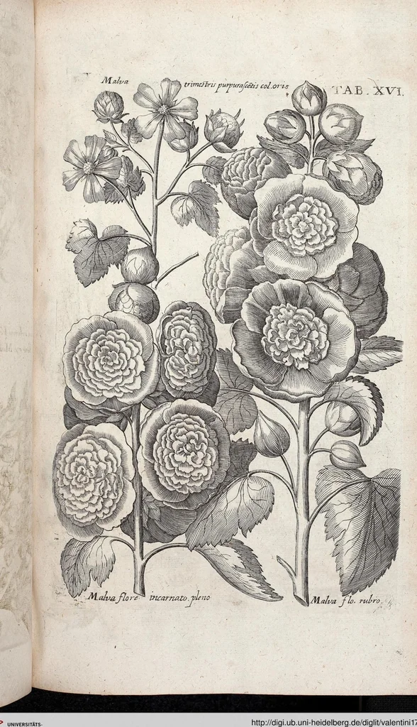 An illustration from Viridarium Reformatum, Seu Regnum Vegetabile, Das ist: Neu-eingerichtetes und Vollständiges Kräuter-Buch: Worinnen auff noch nicht geschehene Weise Derer Vegetabilien, als Kräutern, Sträuchen, Bäumen, Bluhmen und anderer Erd-Gewachsen Art, Krafft und Würckung dergestalt beschrieben werden, daß man dieses Werck statt einer Botanischen Bibliothec haben ... kan, 1719, leaf 652