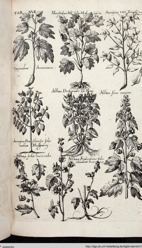 An illustration from Viridarium Reformatum, Seu Regnum Vegetabile, Das ist: Neu-eingerichtetes und Vollständiges Kräuter-Buch: Worinnen auff noch nicht geschehene Weise Derer Vegetabilien, als Kräutern, Sträuchen, Bäumen, Bluhmen und anderer Erd-Gewachsen Art, Krafft und Würckung dergestalt beschrieben werden, daß man dieses Werck statt einer Botanischen Bibliothec haben ... kan, 1719, leaf 653