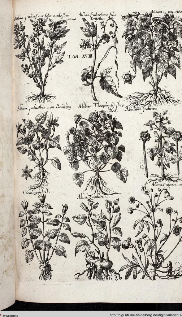 An illustration from Viridarium Reformatum, Seu Regnum Vegetabile, Das ist: Neu-eingerichtetes und Vollständiges Kräuter-Buch: Worinnen auff noch nicht geschehene Weise Derer Vegetabilien, als Kräutern, Sträuchen, Bäumen, Bluhmen und anderer Erd-Gewachsen Art, Krafft und Würckung dergestalt beschrieben werden, daß man dieses Werck statt einer Botanischen Bibliothec haben ... kan, 1719, leaf 654