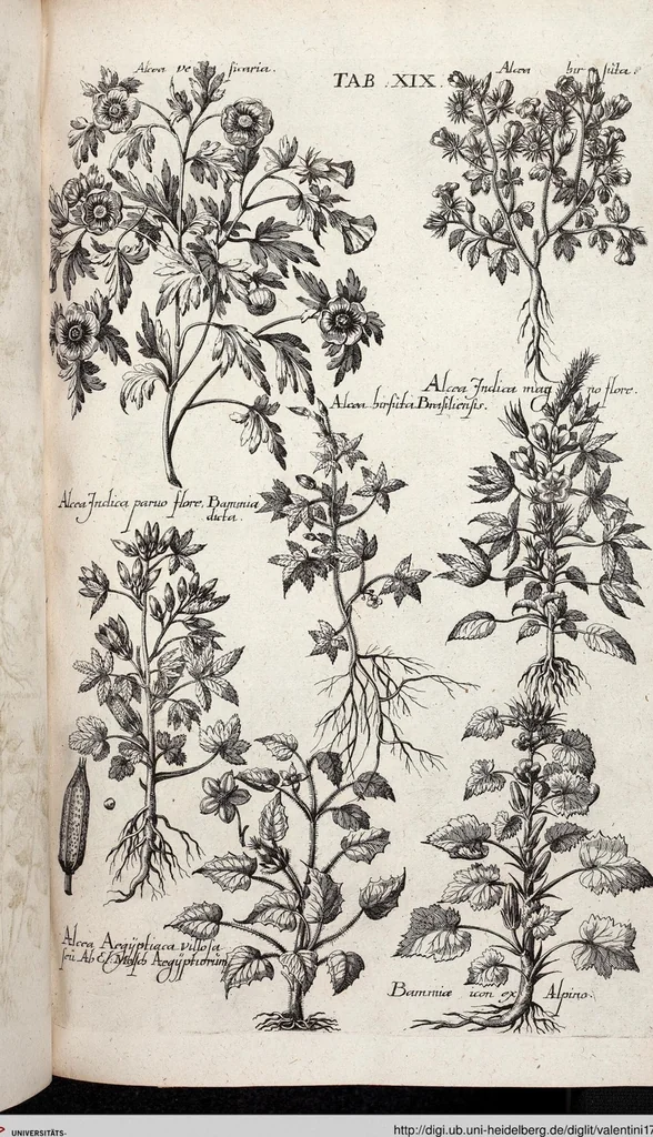 An illustration from Viridarium Reformatum, Seu Regnum Vegetabile, Das ist: Neu-eingerichtetes und Vollständiges Kräuter-Buch: Worinnen auff noch nicht geschehene Weise Derer Vegetabilien, als Kräutern, Sträuchen, Bäumen, Bluhmen und anderer Erd-Gewachsen Art, Krafft und Würckung dergestalt beschrieben werden, daß man dieses Werck statt einer Botanischen Bibliothec haben ... kan, 1719, leaf 655