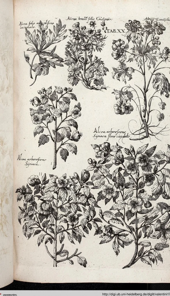 An illustration from Viridarium Reformatum, Seu Regnum Vegetabile, Das ist: Neu-eingerichtetes und Vollständiges Kräuter-Buch: Worinnen auff noch nicht geschehene Weise Derer Vegetabilien, als Kräutern, Sträuchen, Bäumen, Bluhmen und anderer Erd-Gewachsen Art, Krafft und Würckung dergestalt beschrieben werden, daß man dieses Werck statt einer Botanischen Bibliothec haben ... kan, 1719, leaf 656