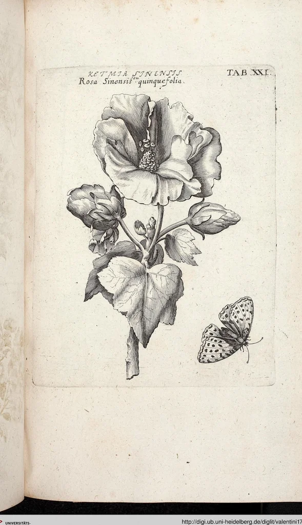 An illustration from Viridarium Reformatum, Seu Regnum Vegetabile, Das ist: Neu-eingerichtetes und Vollständiges Kräuter-Buch: Worinnen auff noch nicht geschehene Weise Derer Vegetabilien, als Kräutern, Sträuchen, Bäumen, Bluhmen und anderer Erd-Gewachsen Art, Krafft und Würckung dergestalt beschrieben werden, daß man dieses Werck statt einer Botanischen Bibliothec haben ... kan, 1719, leaf 657