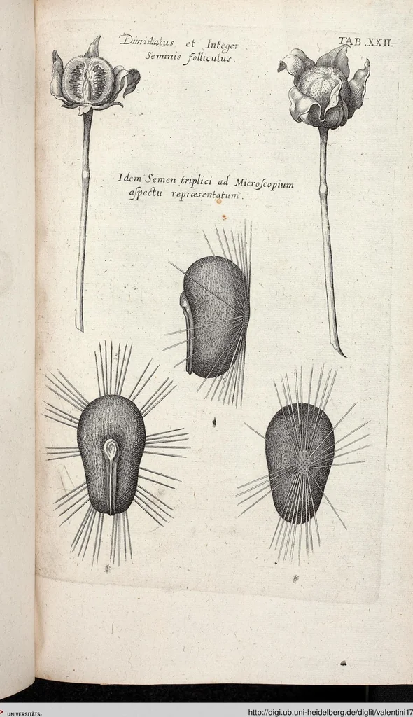 An illustration from Viridarium Reformatum, Seu Regnum Vegetabile, Das ist: Neu-eingerichtetes und Vollständiges Kräuter-Buch: Worinnen auff noch nicht geschehene Weise Derer Vegetabilien, als Kräutern, Sträuchen, Bäumen, Bluhmen und anderer Erd-Gewachsen Art, Krafft und Würckung dergestalt beschrieben werden, daß man dieses Werck statt einer Botanischen Bibliothec haben ... kan, 1719, leaf 658