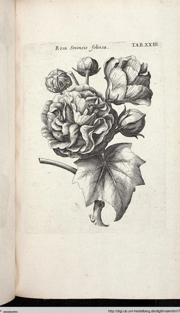 An illustration from Viridarium Reformatum, Seu Regnum Vegetabile, Das ist: Neu-eingerichtetes und Vollständiges Kräuter-Buch: Worinnen auff noch nicht geschehene Weise Derer Vegetabilien, als Kräutern, Sträuchen, Bäumen, Bluhmen und anderer Erd-Gewachsen Art, Krafft und Würckung dergestalt beschrieben werden, daß man dieses Werck statt einer Botanischen Bibliothec haben ... kan, 1719, leaf 659