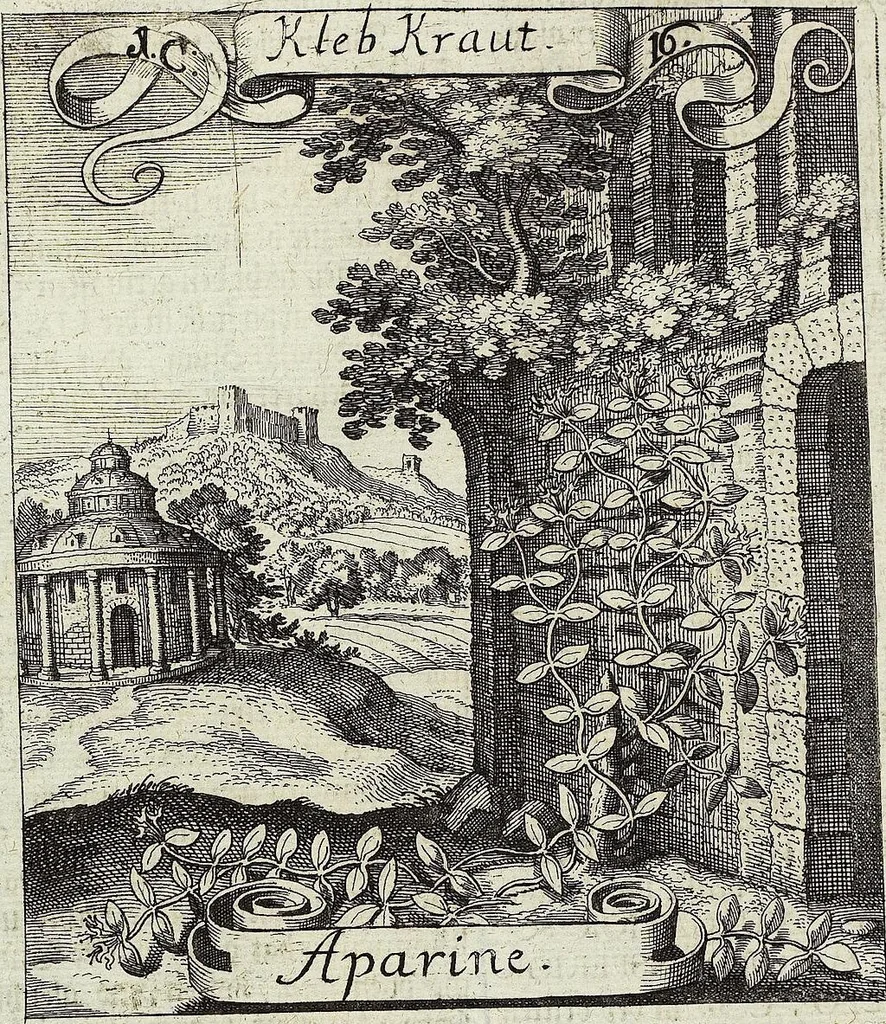 An illustration from Viridarium Reformatum, Seu Regnum Vegetabile, Das ist: Neu-eingerichtetes und Vollständiges Kräuter-Buch: Worinnen auff noch nicht geschehene Weise Derer Vegetabilien, als Kräutern, Sträuchen, Bäumen, Bluhmen und anderer Erd-Gewachsen Art, Krafft und Würckung dergestalt beschrieben werden, daß man dieses Werck statt einer Botanischen Bibliothec haben ... kan, 1719, leaf 66
