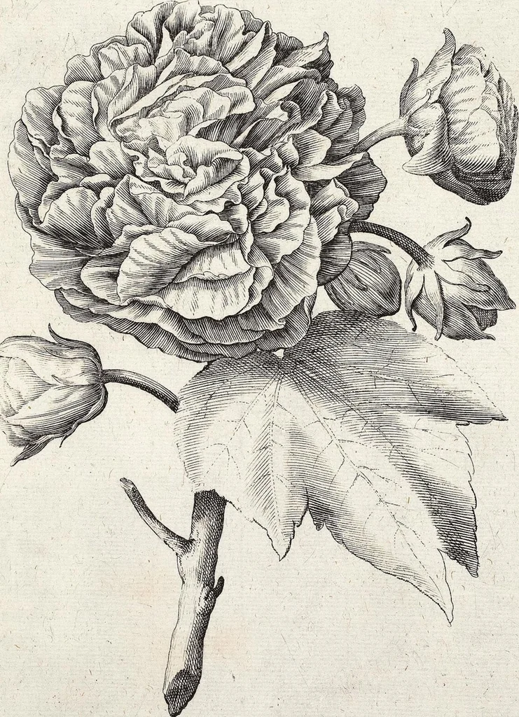 An illustration from Viridarium Reformatum, Seu Regnum Vegetabile, Das ist: Neu-eingerichtetes und Vollständiges Kräuter-Buch: Worinnen auff noch nicht geschehene Weise Derer Vegetabilien, als Kräutern, Sträuchen, Bäumen, Bluhmen und anderer Erd-Gewachsen Art, Krafft und Würckung dergestalt beschrieben werden, daß man dieses Werck statt einer Botanischen Bibliothec haben ... kan, 1719, leaf 660