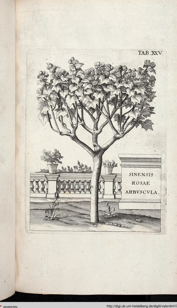 An illustration from Viridarium Reformatum, Seu Regnum Vegetabile, Das ist: Neu-eingerichtetes und Vollständiges Kräuter-Buch: Worinnen auff noch nicht geschehene Weise Derer Vegetabilien, als Kräutern, Sträuchen, Bäumen, Bluhmen und anderer Erd-Gewachsen Art, Krafft und Würckung dergestalt beschrieben werden, daß man dieses Werck statt einer Botanischen Bibliothec haben ... kan, 1719, leaf 661