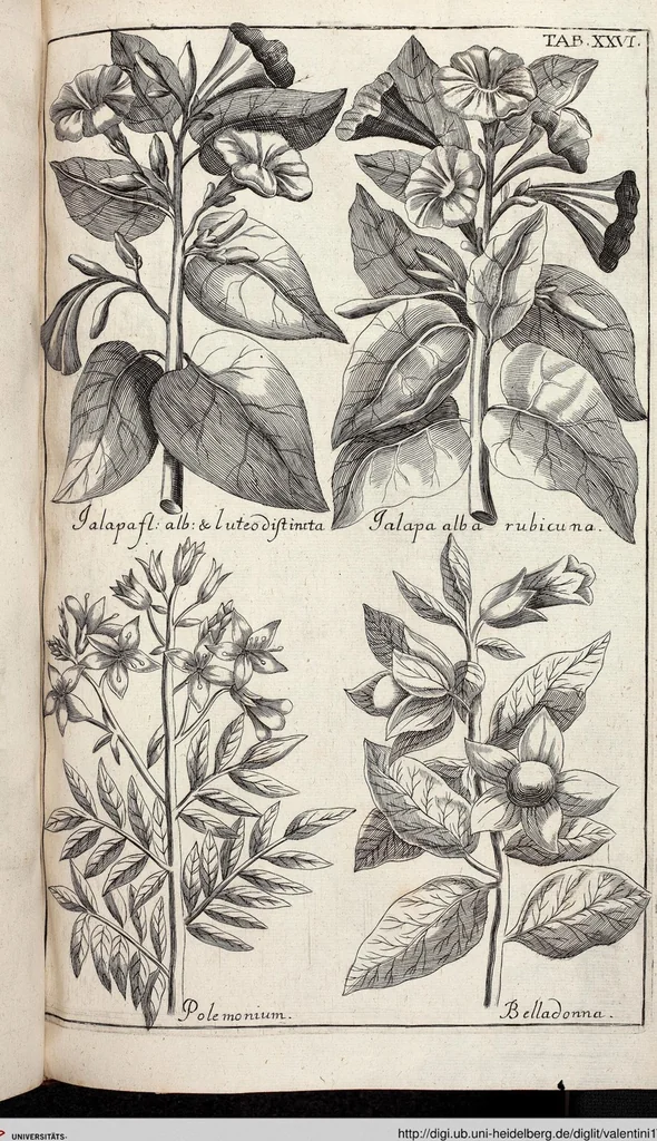 An illustration from Viridarium Reformatum, Seu Regnum Vegetabile, Das ist: Neu-eingerichtetes und Vollständiges Kräuter-Buch: Worinnen auff noch nicht geschehene Weise Derer Vegetabilien, als Kräutern, Sträuchen, Bäumen, Bluhmen und anderer Erd-Gewachsen Art, Krafft und Würckung dergestalt beschrieben werden, daß man dieses Werck statt einer Botanischen Bibliothec haben ... kan, 1719, leaf 662