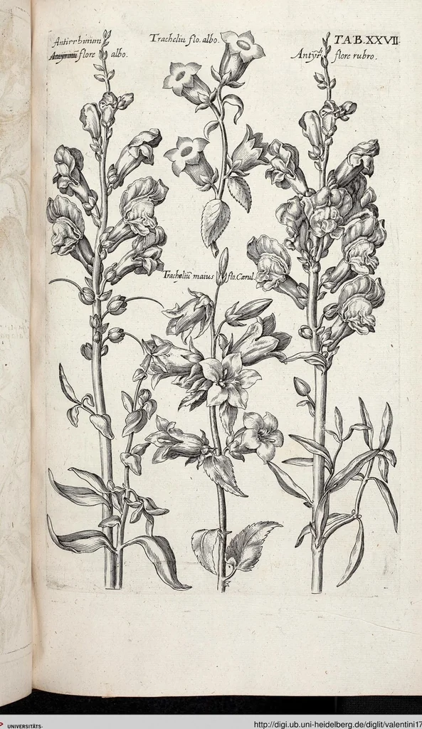 An illustration from Viridarium Reformatum, Seu Regnum Vegetabile, Das ist: Neu-eingerichtetes und Vollständiges Kräuter-Buch: Worinnen auff noch nicht geschehene Weise Derer Vegetabilien, als Kräutern, Sträuchen, Bäumen, Bluhmen und anderer Erd-Gewachsen Art, Krafft und Würckung dergestalt beschrieben werden, daß man dieses Werck statt einer Botanischen Bibliothec haben ... kan, 1719, leaf 663