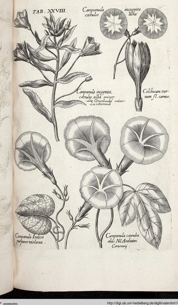 An illustration from Viridarium Reformatum, Seu Regnum Vegetabile, Das ist: Neu-eingerichtetes und Vollständiges Kräuter-Buch: Worinnen auff noch nicht geschehene Weise Derer Vegetabilien, als Kräutern, Sträuchen, Bäumen, Bluhmen und anderer Erd-Gewachsen Art, Krafft und Würckung dergestalt beschrieben werden, daß man dieses Werck statt einer Botanischen Bibliothec haben ... kan, 1719, leaf 664