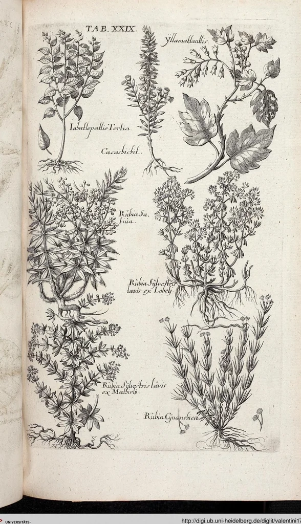 An illustration from Viridarium Reformatum, Seu Regnum Vegetabile, Das ist: Neu-eingerichtetes und Vollständiges Kräuter-Buch: Worinnen auff noch nicht geschehene Weise Derer Vegetabilien, als Kräutern, Sträuchen, Bäumen, Bluhmen und anderer Erd-Gewachsen Art, Krafft und Würckung dergestalt beschrieben werden, daß man dieses Werck statt einer Botanischen Bibliothec haben ... kan, 1719, leaf 665