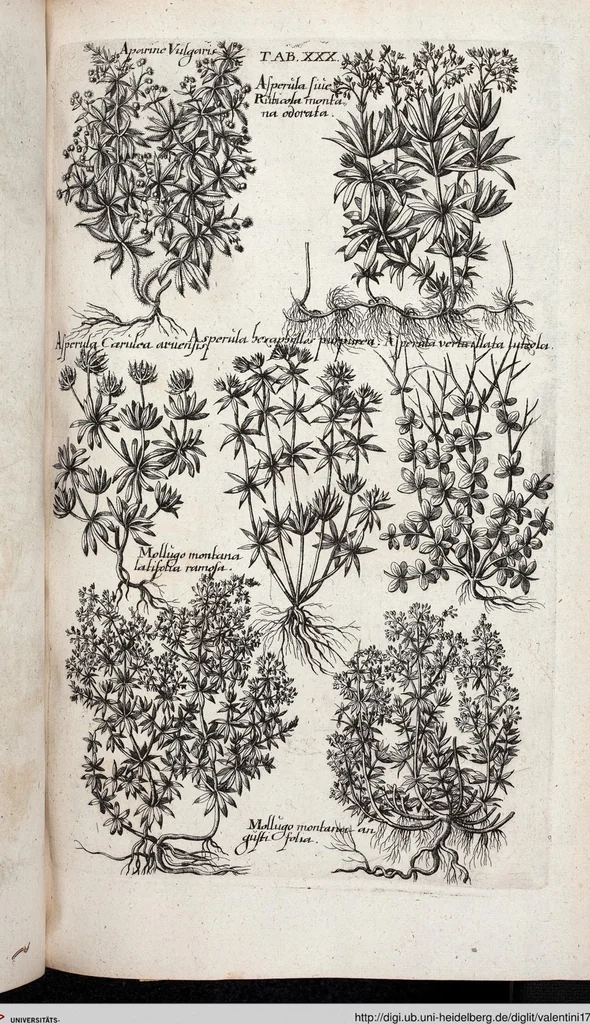 An illustration from Viridarium Reformatum, Seu Regnum Vegetabile, Das ist: Neu-eingerichtetes und Vollständiges Kräuter-Buch: Worinnen auff noch nicht geschehene Weise Derer Vegetabilien, als Kräutern, Sträuchen, Bäumen, Bluhmen und anderer Erd-Gewachsen Art, Krafft und Würckung dergestalt beschrieben werden, daß man dieses Werck statt einer Botanischen Bibliothec haben ... kan, 1719, leaf 666