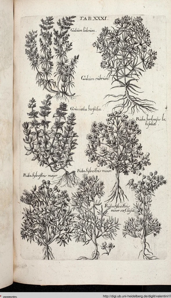 An illustration from Viridarium Reformatum, Seu Regnum Vegetabile, Das ist: Neu-eingerichtetes und Vollständiges Kräuter-Buch: Worinnen auff noch nicht geschehene Weise Derer Vegetabilien, als Kräutern, Sträuchen, Bäumen, Bluhmen und anderer Erd-Gewachsen Art, Krafft und Würckung dergestalt beschrieben werden, daß man dieses Werck statt einer Botanischen Bibliothec haben ... kan, 1719, leaf 667