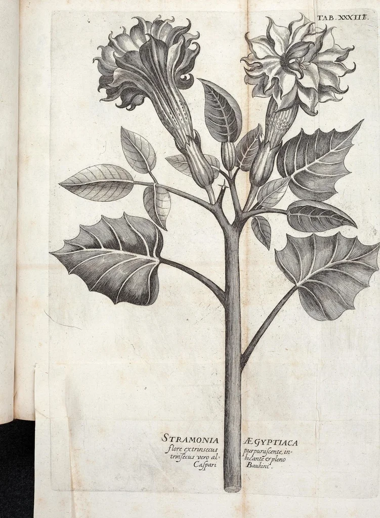 An illustration from Viridarium Reformatum, Seu Regnum Vegetabile, Das ist: Neu-eingerichtetes und Vollständiges Kräuter-Buch: Worinnen auff noch nicht geschehene Weise Derer Vegetabilien, als Kräutern, Sträuchen, Bäumen, Bluhmen und anderer Erd-Gewachsen Art, Krafft und Würckung dergestalt beschrieben werden, daß man dieses Werck statt einer Botanischen Bibliothec haben ... kan, 1719, leaf 669