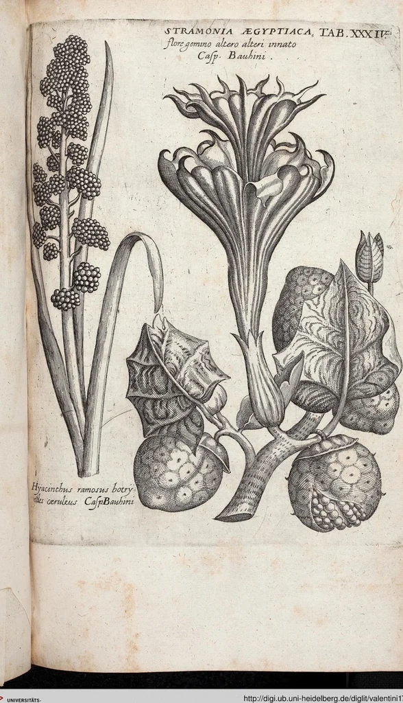 An illustration from Viridarium Reformatum, Seu Regnum Vegetabile, Das ist: Neu-eingerichtetes und Vollständiges Kräuter-Buch: Worinnen auff noch nicht geschehene Weise Derer Vegetabilien, als Kräutern, Sträuchen, Bäumen, Bluhmen und anderer Erd-Gewachsen Art, Krafft und Würckung dergestalt beschrieben werden, daß man dieses Werck statt einer Botanischen Bibliothec haben ... kan, 1719, leaf 670