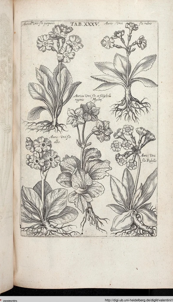 An illustration from Viridarium Reformatum, Seu Regnum Vegetabile, Das ist: Neu-eingerichtetes und Vollständiges Kräuter-Buch: Worinnen auff noch nicht geschehene Weise Derer Vegetabilien, als Kräutern, Sträuchen, Bäumen, Bluhmen und anderer Erd-Gewachsen Art, Krafft und Würckung dergestalt beschrieben werden, daß man dieses Werck statt einer Botanischen Bibliothec haben ... kan, 1719, leaf 671